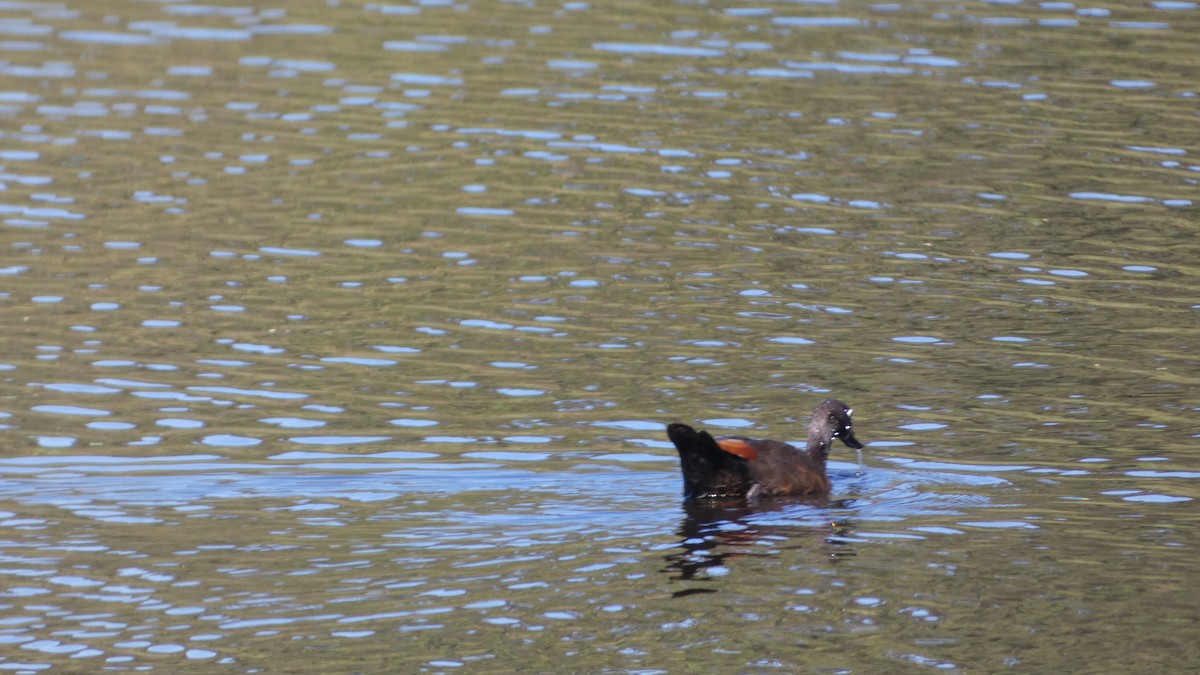 Australian Shelduck - ML611519664