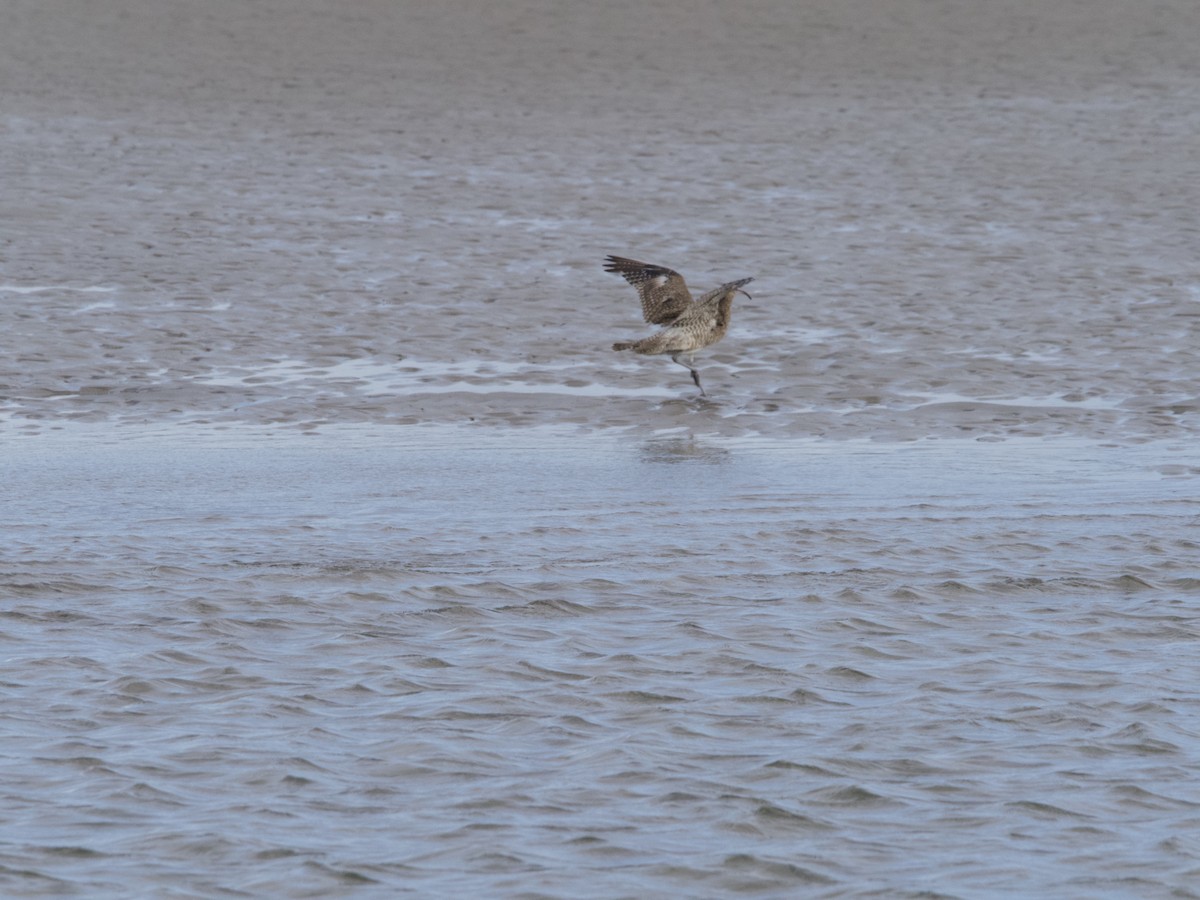 Whimbrel - ML611519703