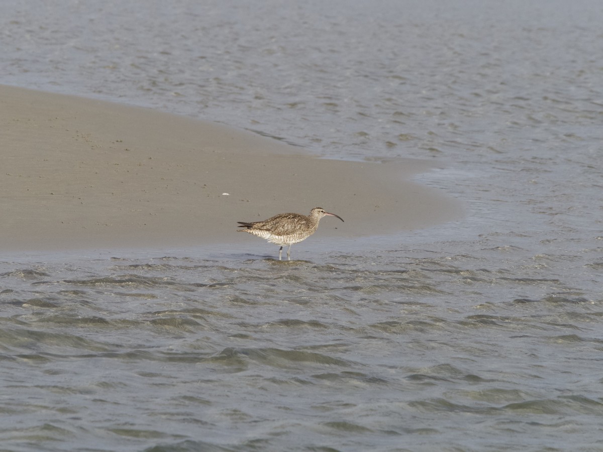 Whimbrel - ML611519711