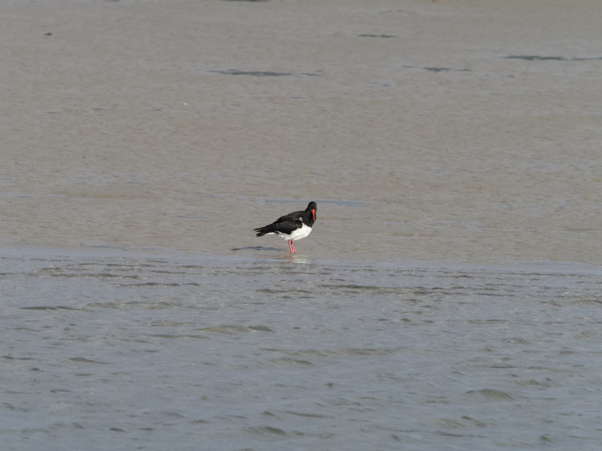 Pied Oystercatcher - ML611519719