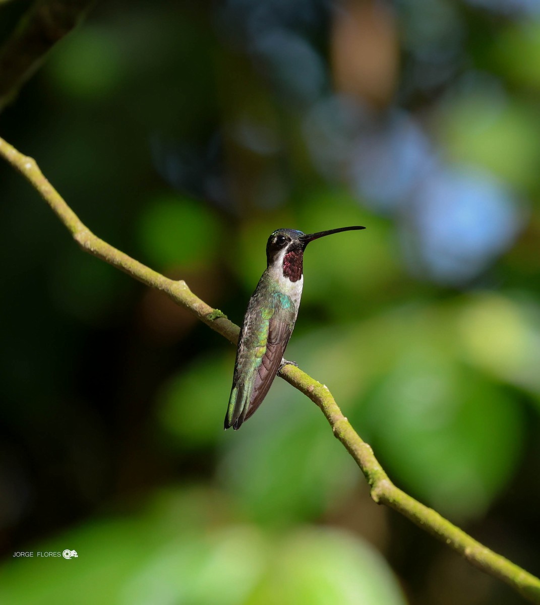 Long-billed Starthroat - ML611519806