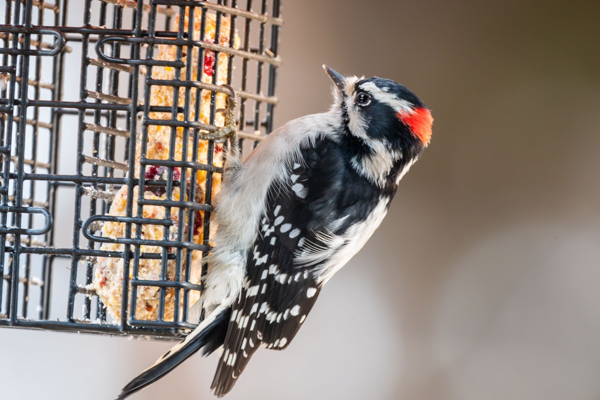 Downy Woodpecker - ML611519846