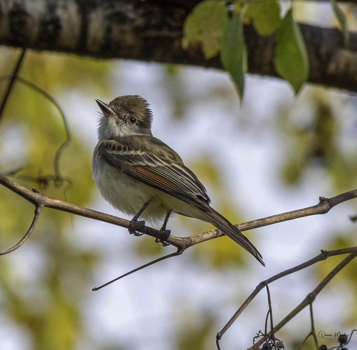 Ash-throated Flycatcher - ML611519941