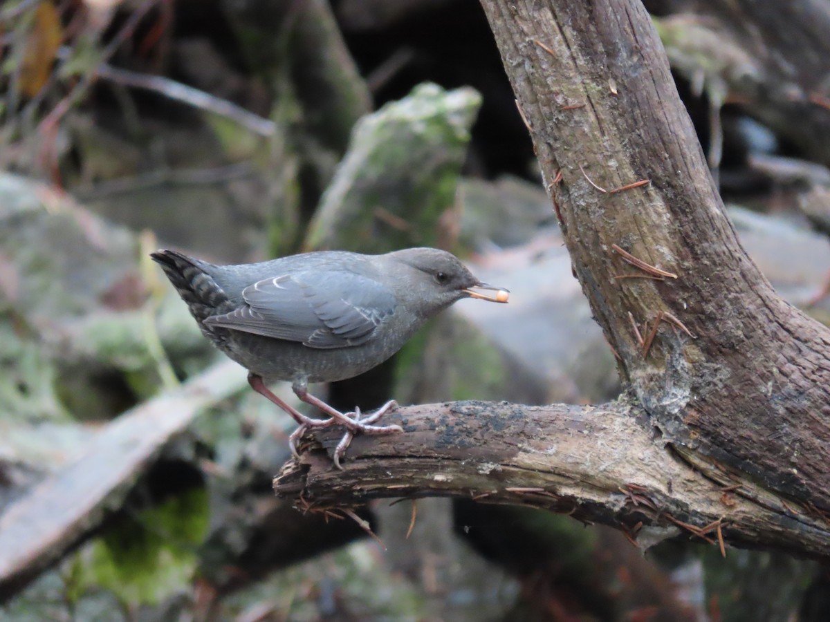 American Dipper - ML611520005