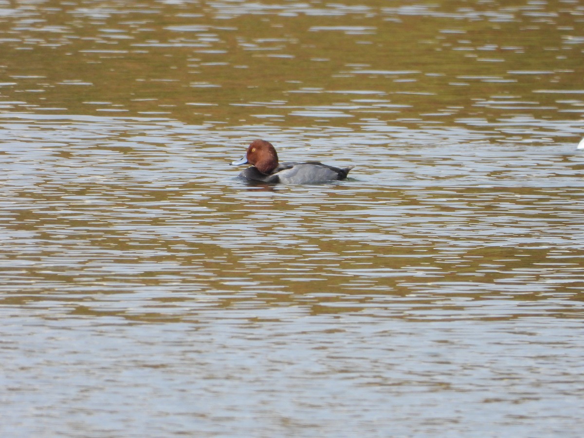 Redhead - ML611520014