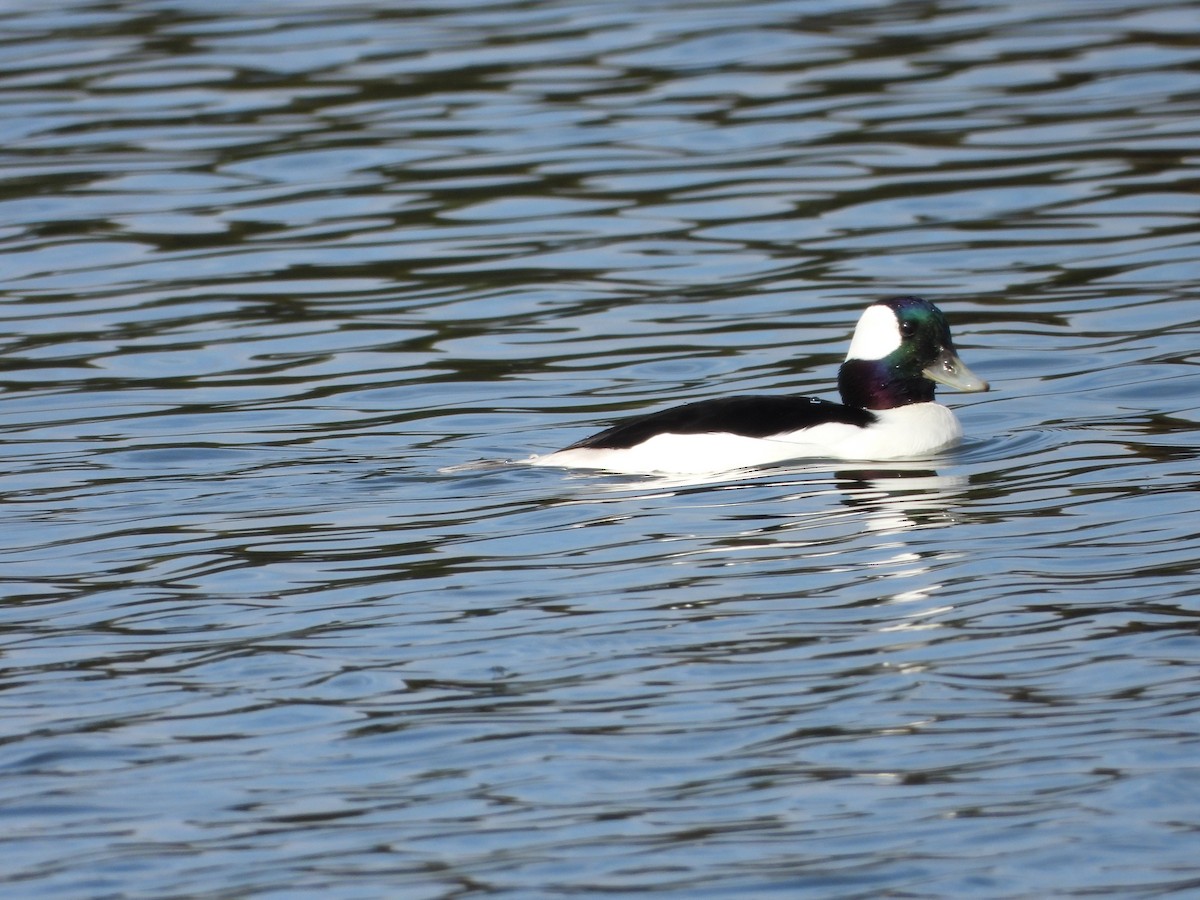 Bufflehead - Becky Amedee