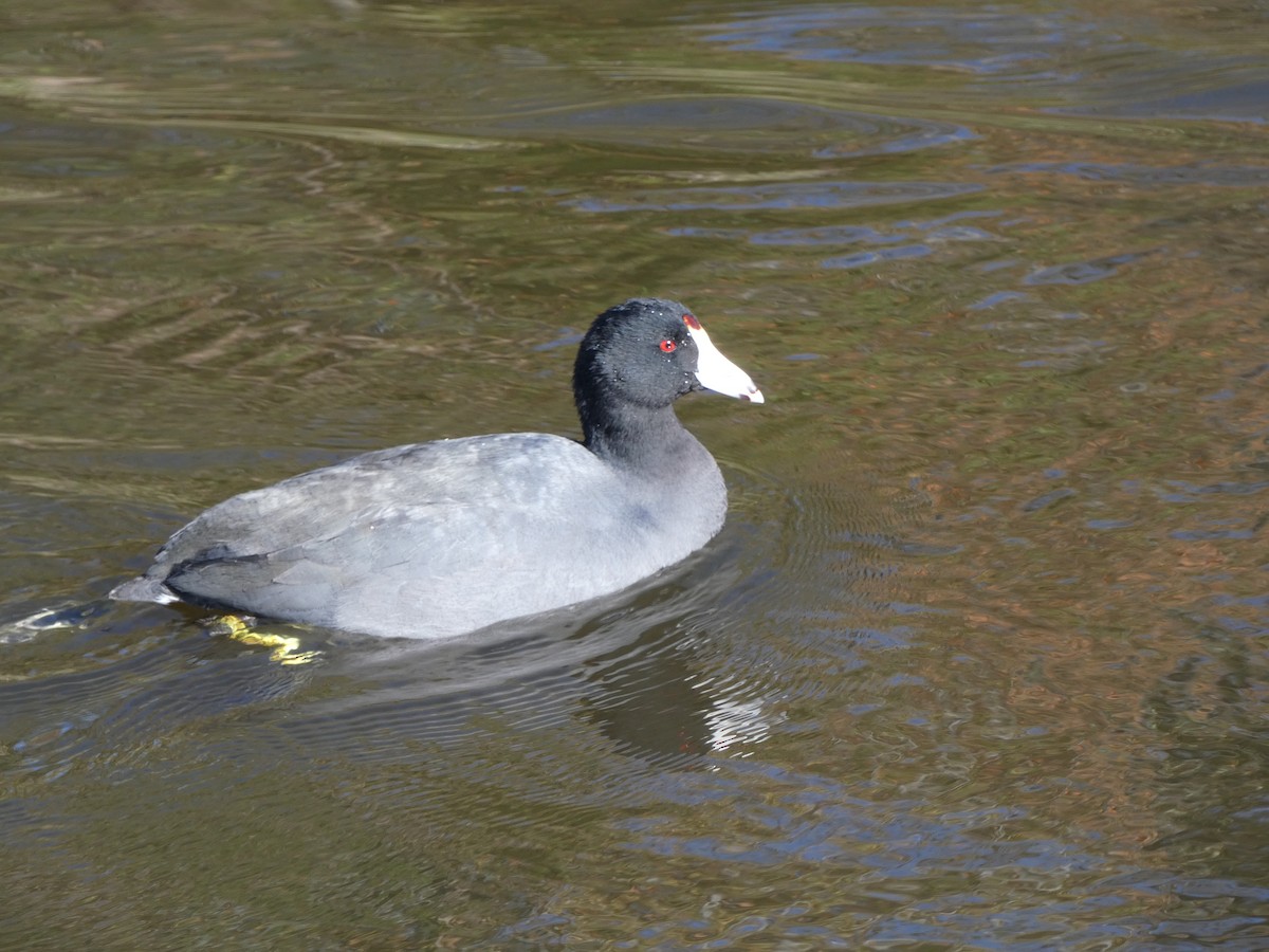 American Coot - Mostafa Omeis