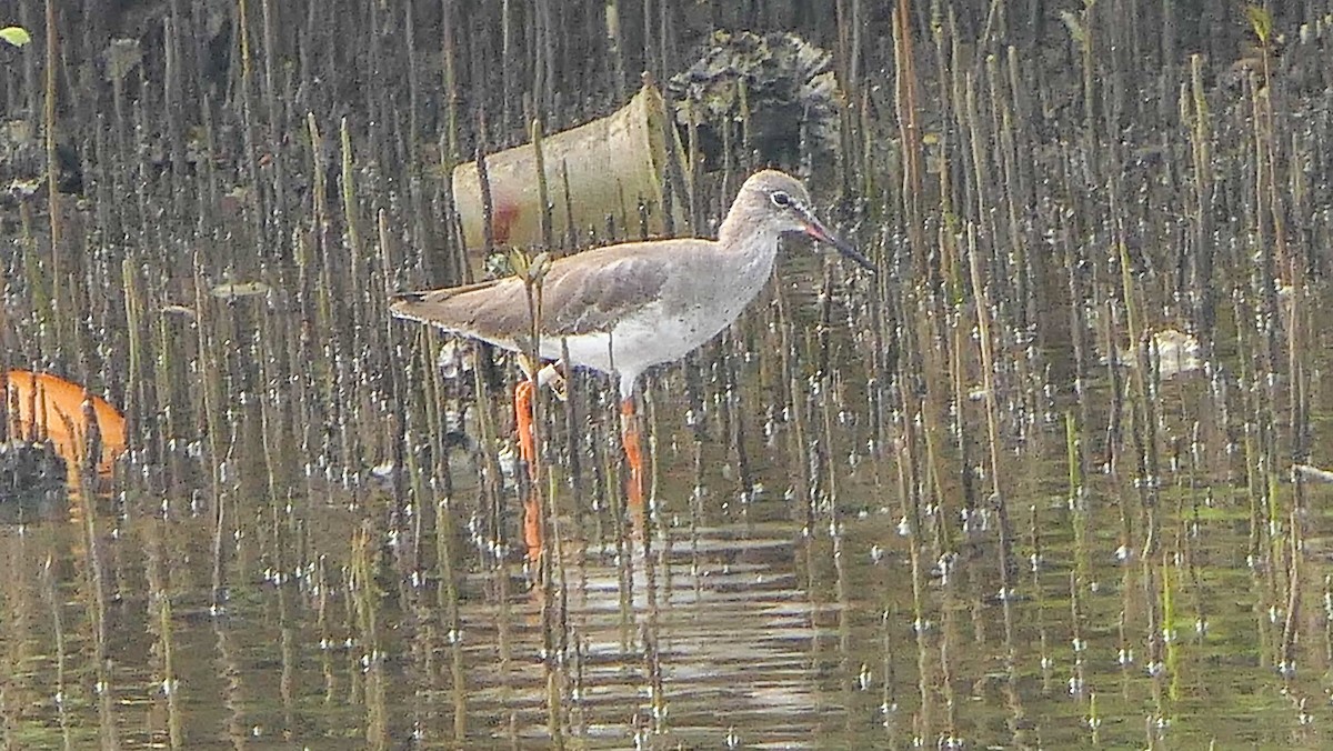 Common Redshank - ML611520288