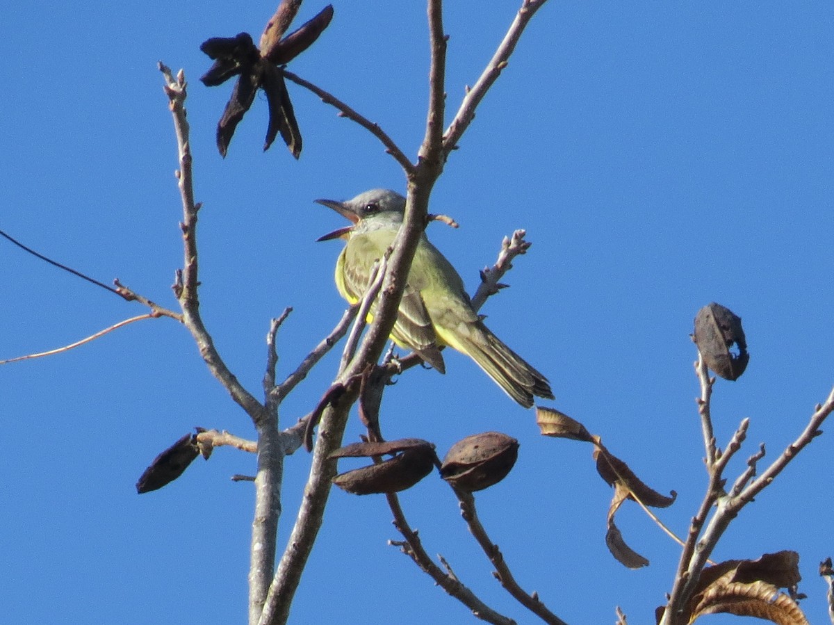 Couch's Kingbird - ML611520302