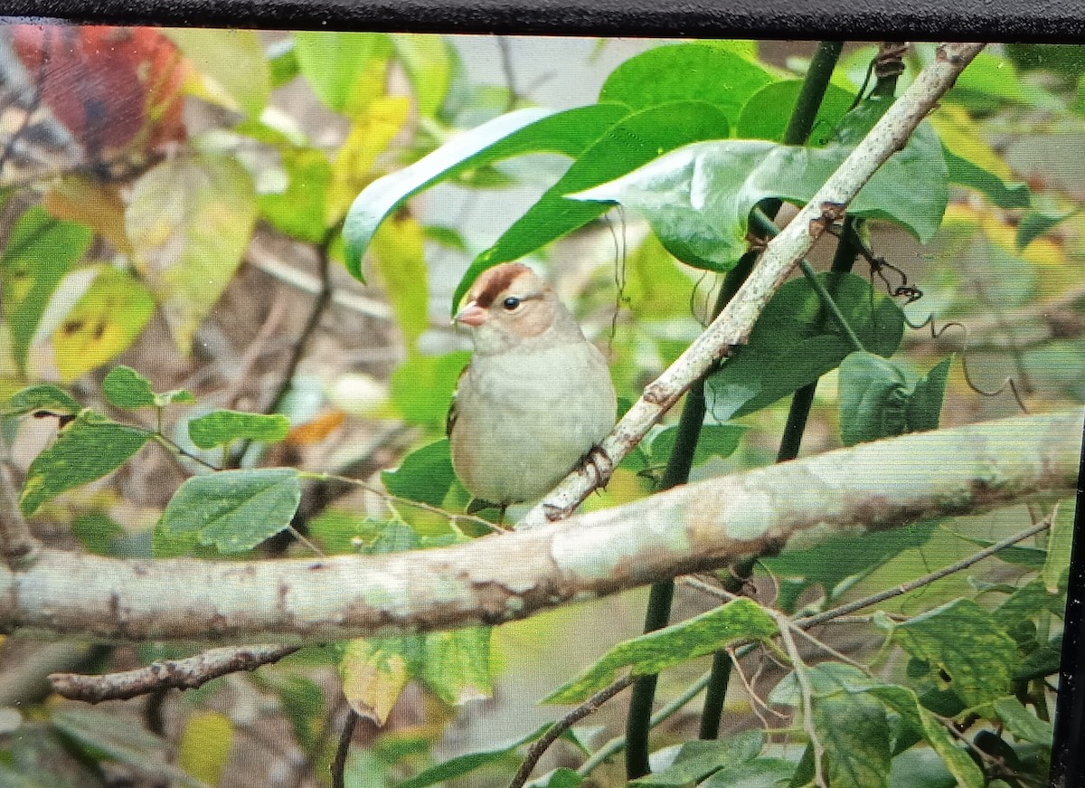 White-crowned Sparrow - ML611520304