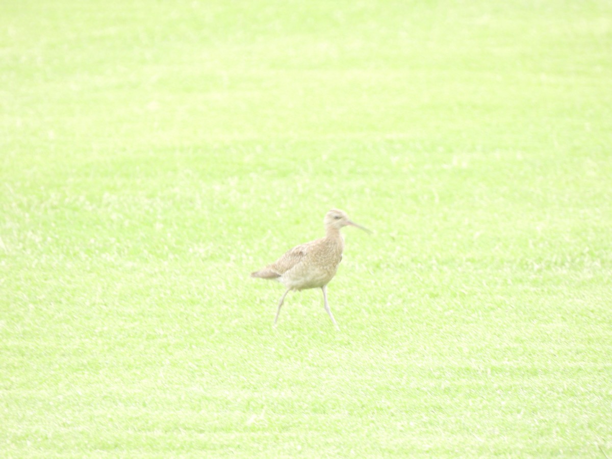 Little Curlew - ML611520308