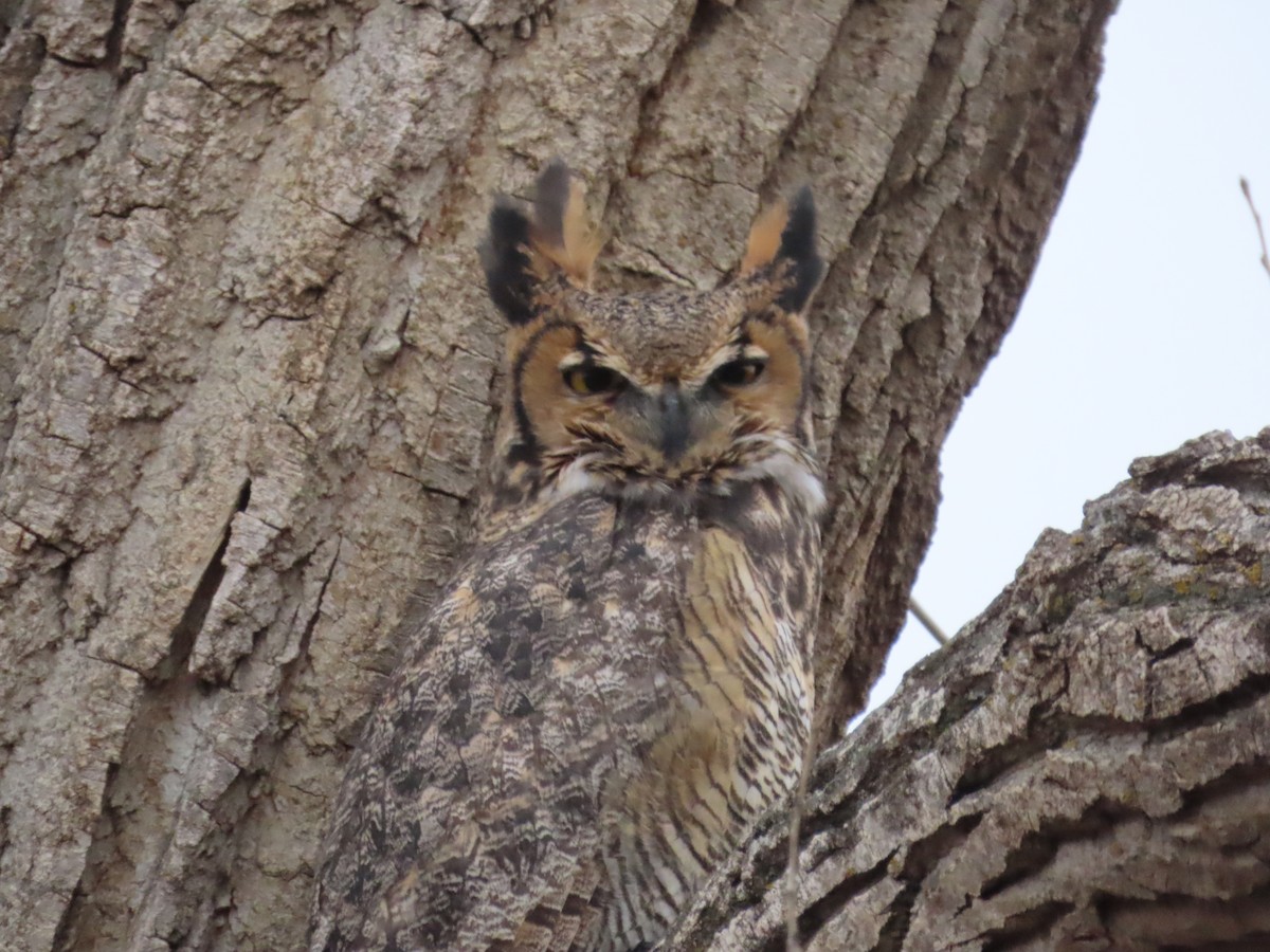 Great Horned Owl - ML611520407