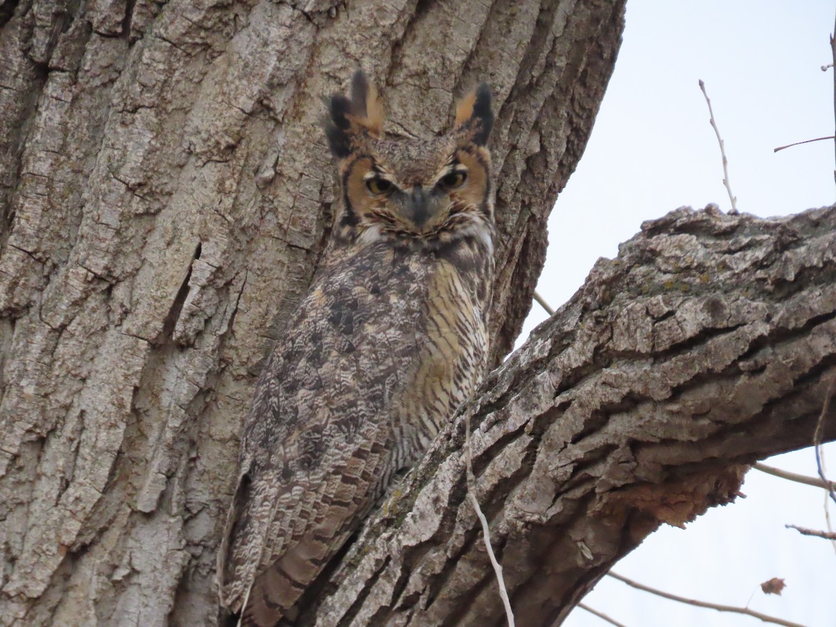 Great Horned Owl - ML611520470