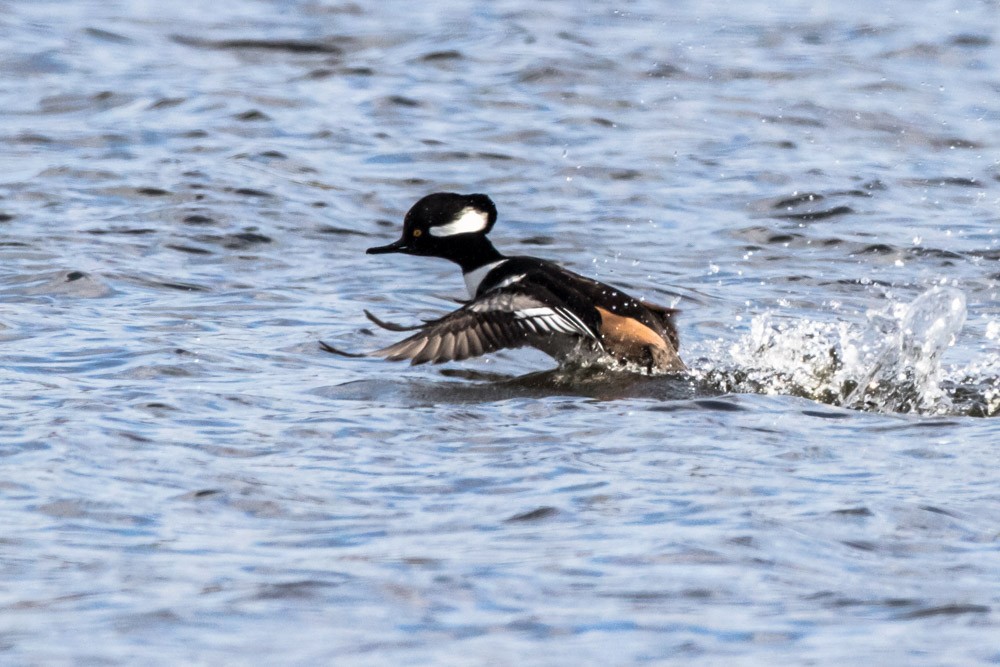 Hooded Merganser - ML611520529