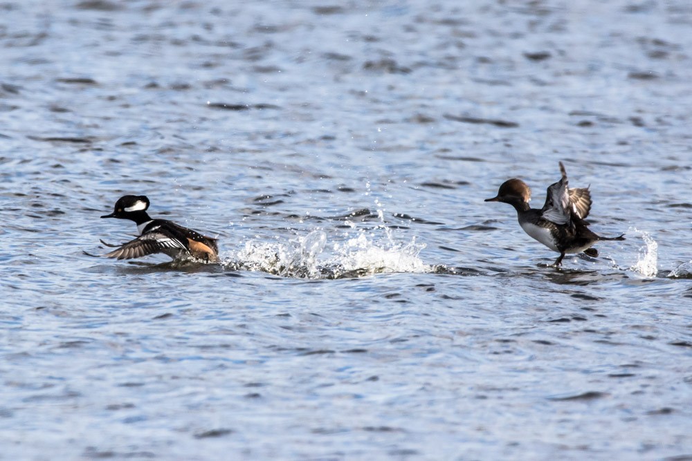 Hooded Merganser - ML611520533