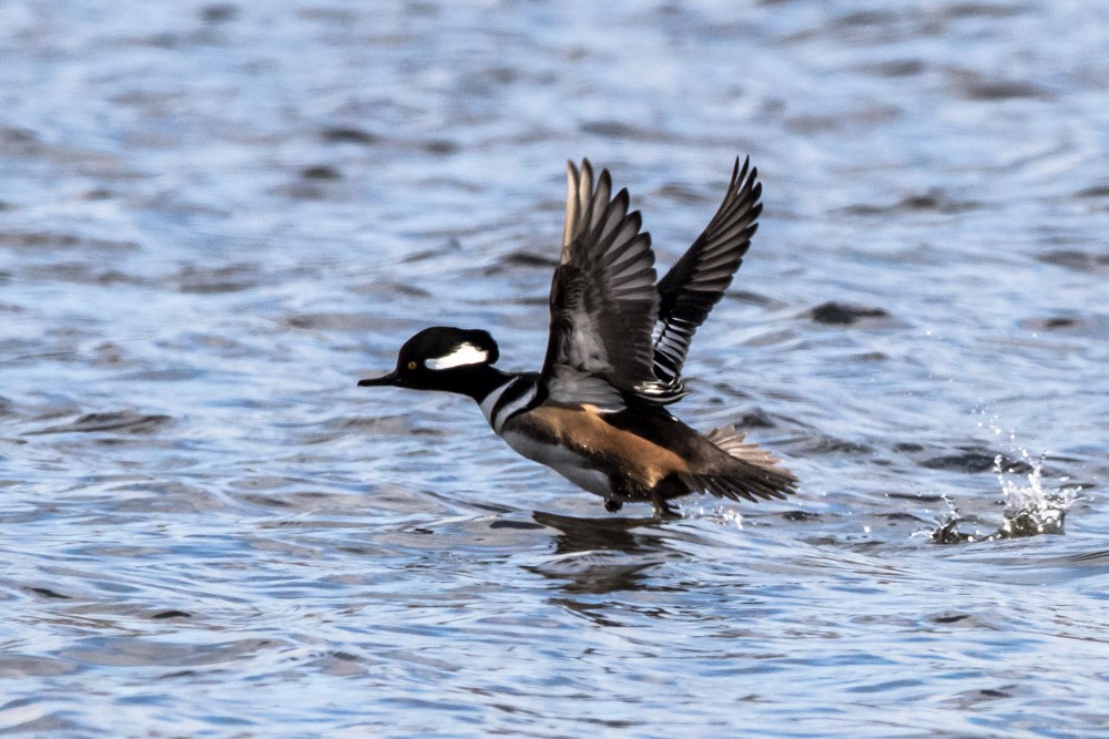 Hooded Merganser - ML611520538