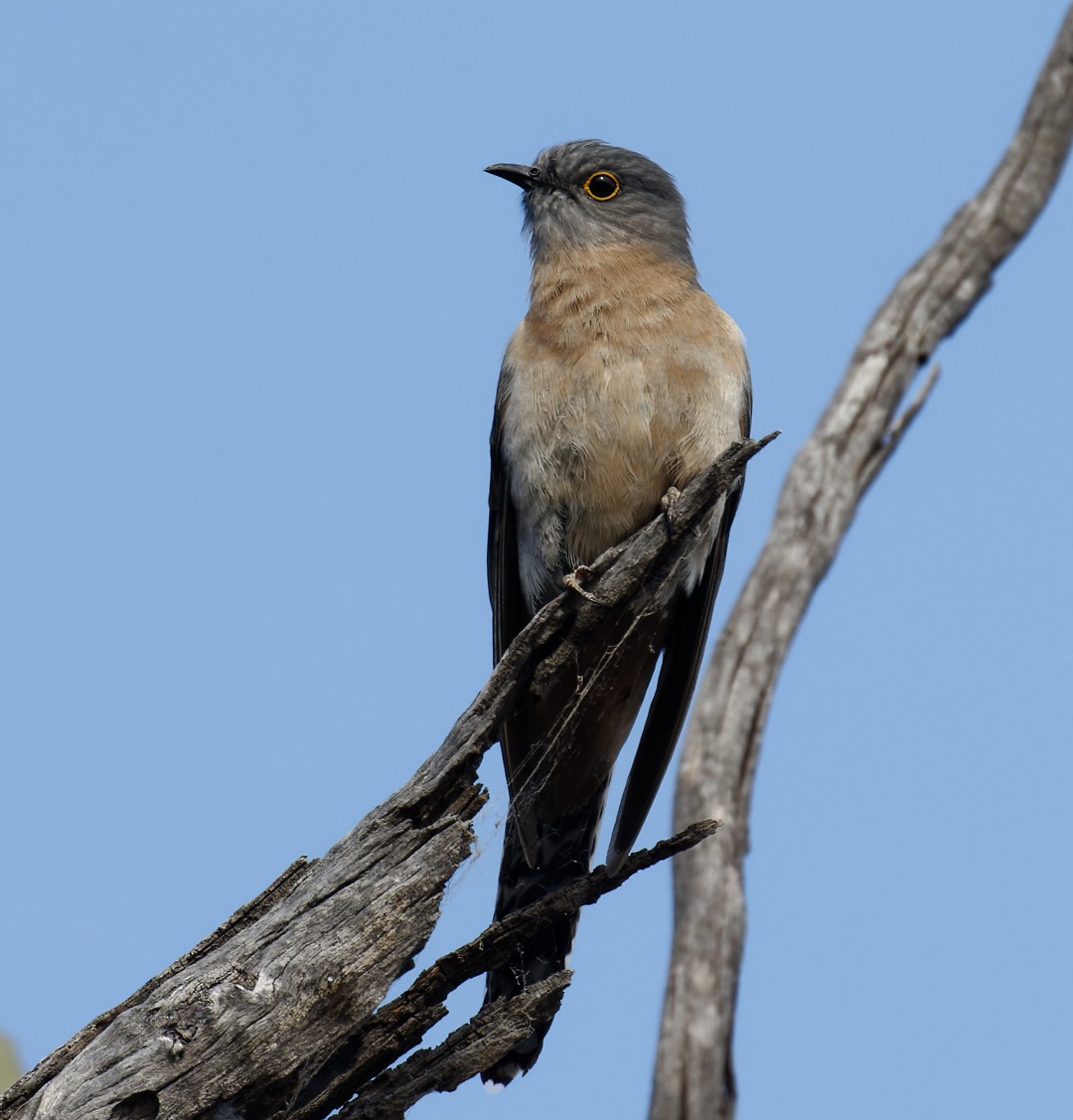 Fan-tailed Cuckoo - ML611520598