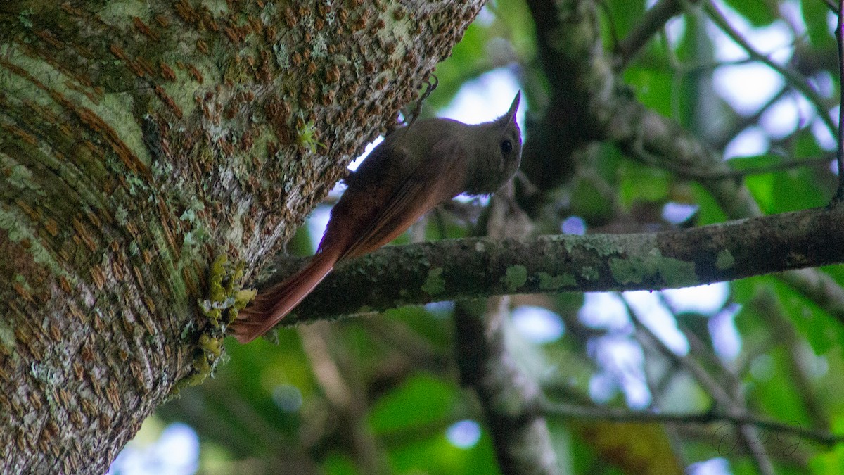 Olivaceous Woodcreeper - ML611520679