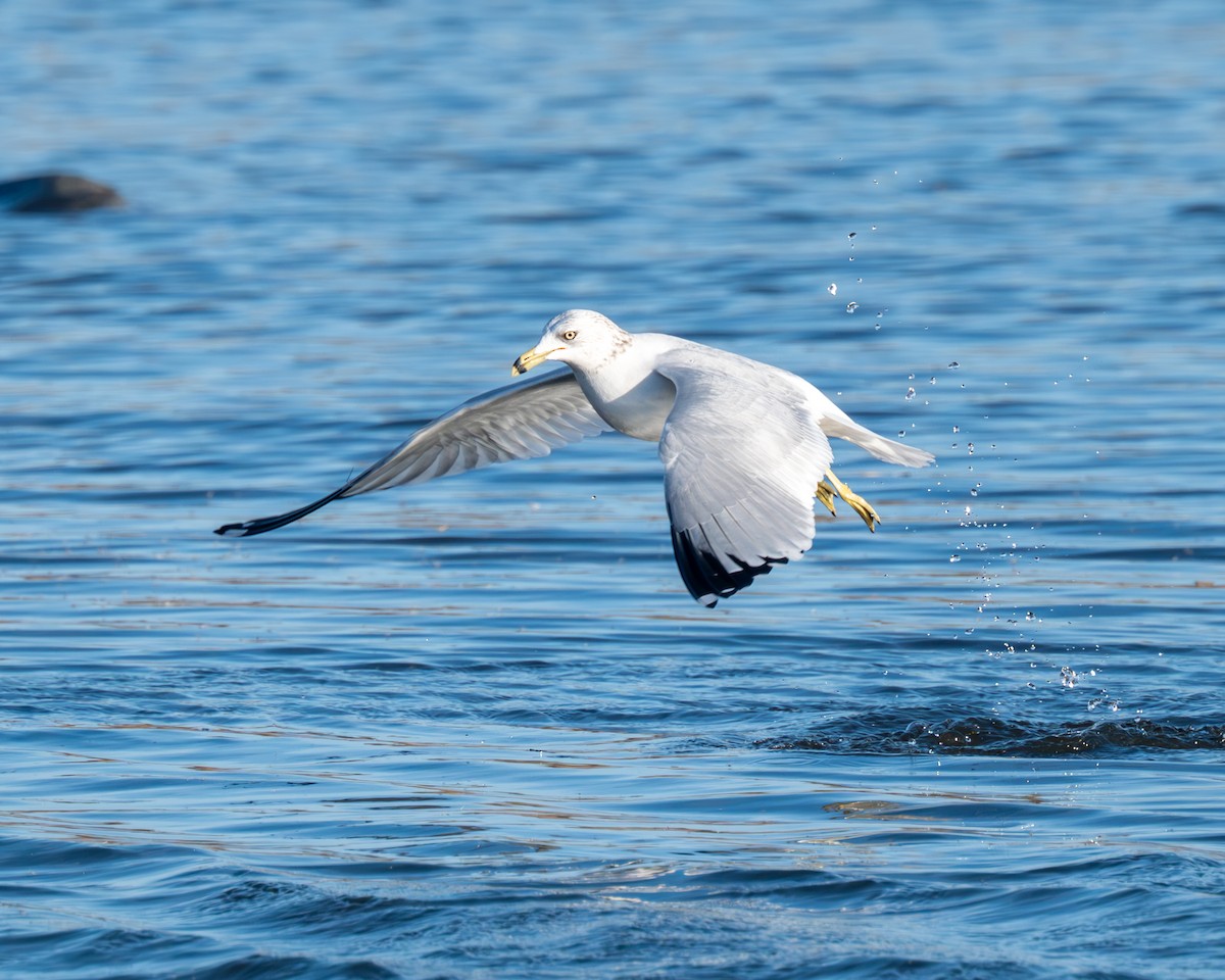 Ring-billed Gull - Peter Rosario