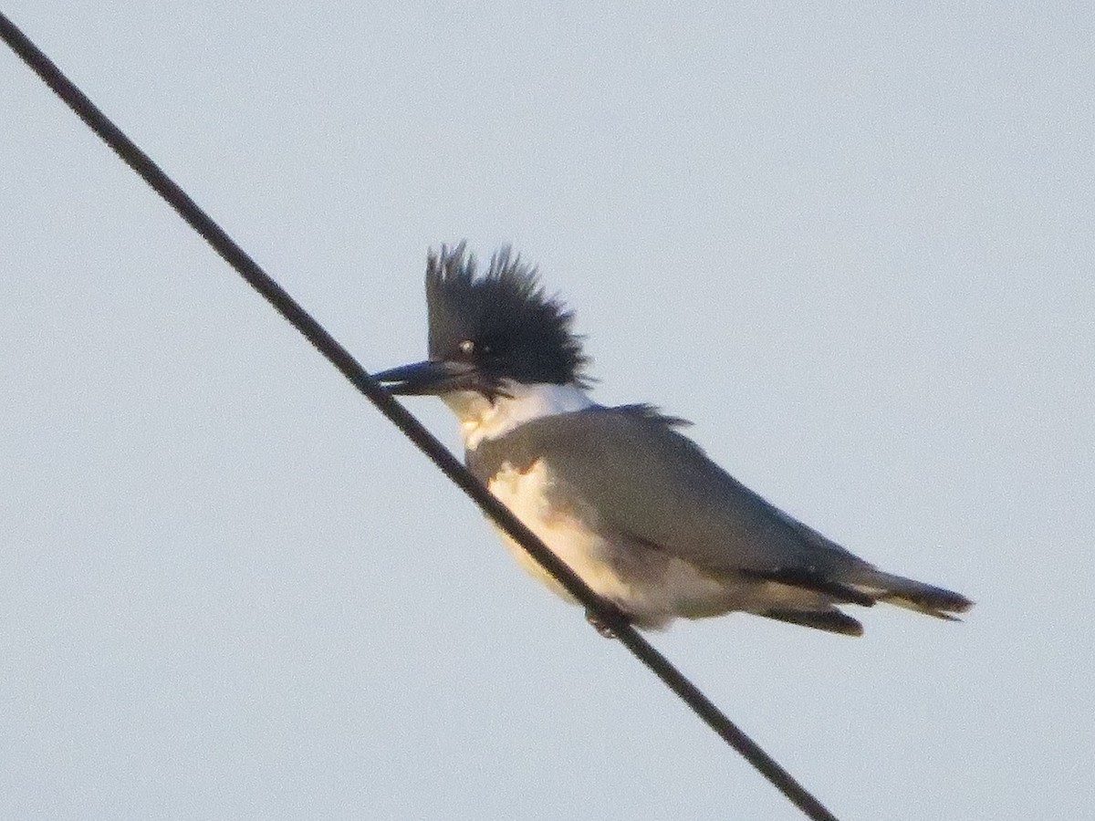 Belted Kingfisher - ML611520838