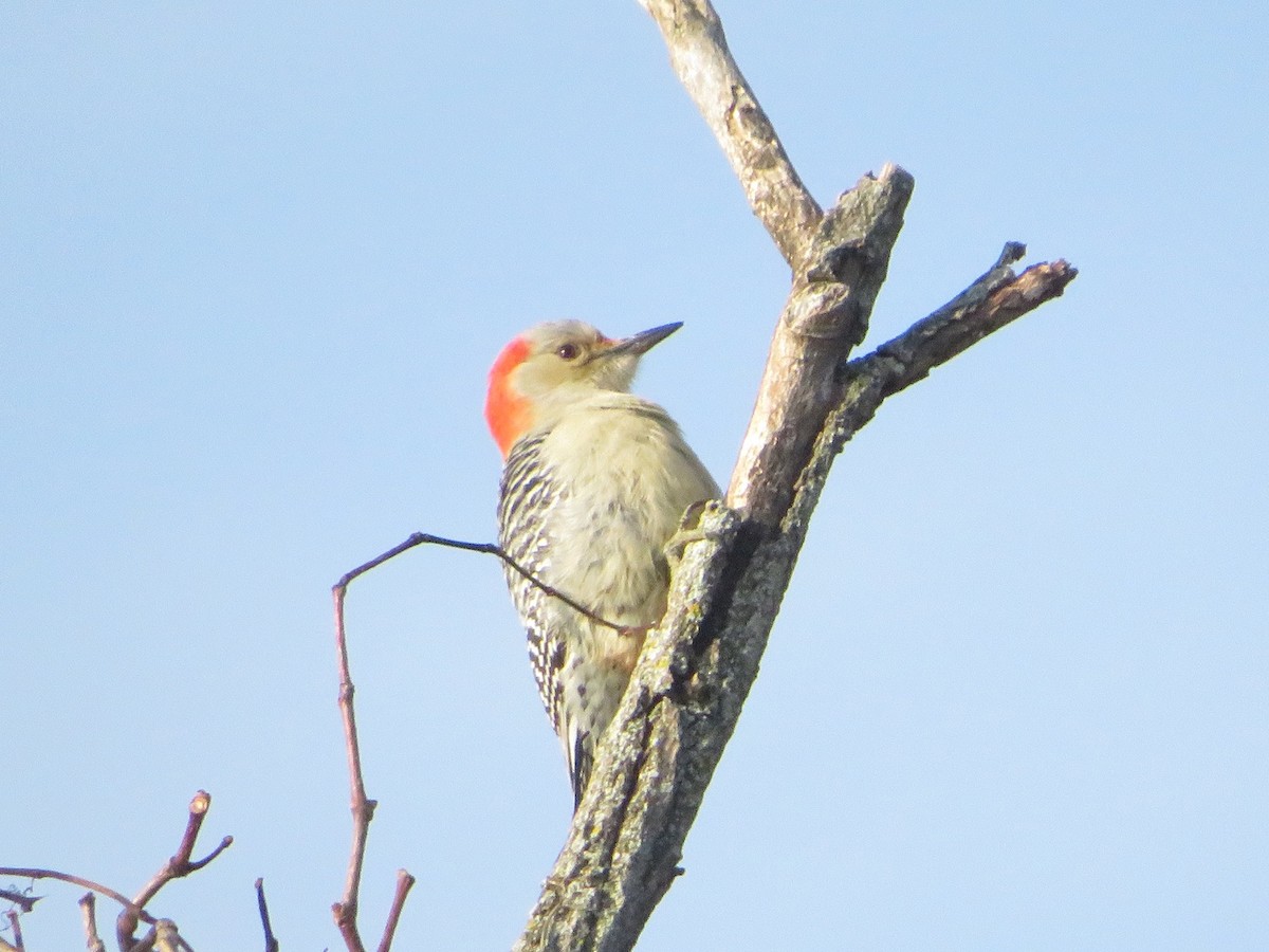 Red-bellied Woodpecker - ML611520850