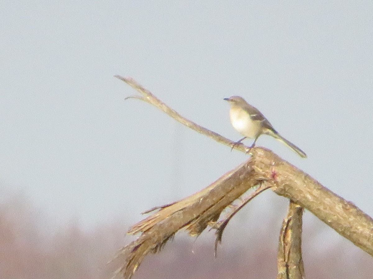 Northern Mockingbird - ML611520859