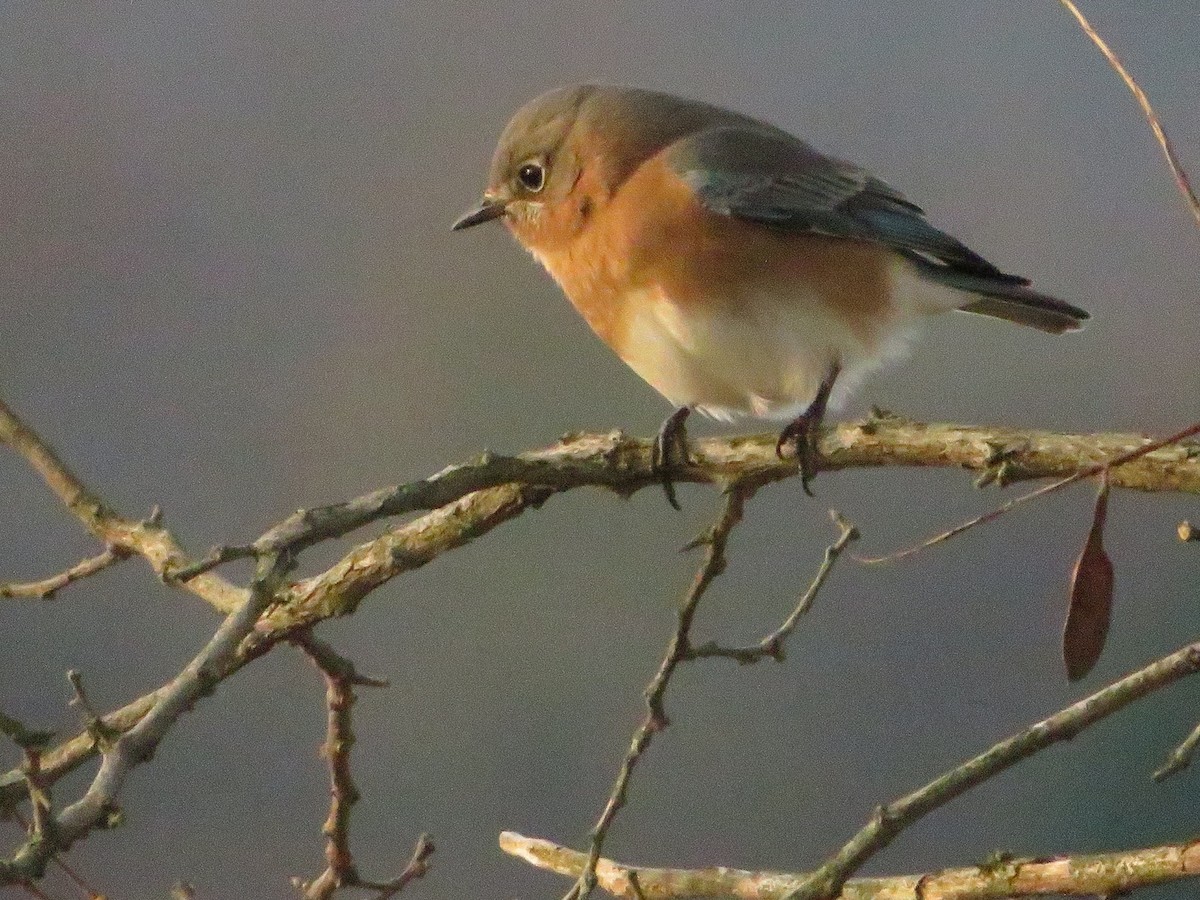 Eastern Bluebird - ML611520868