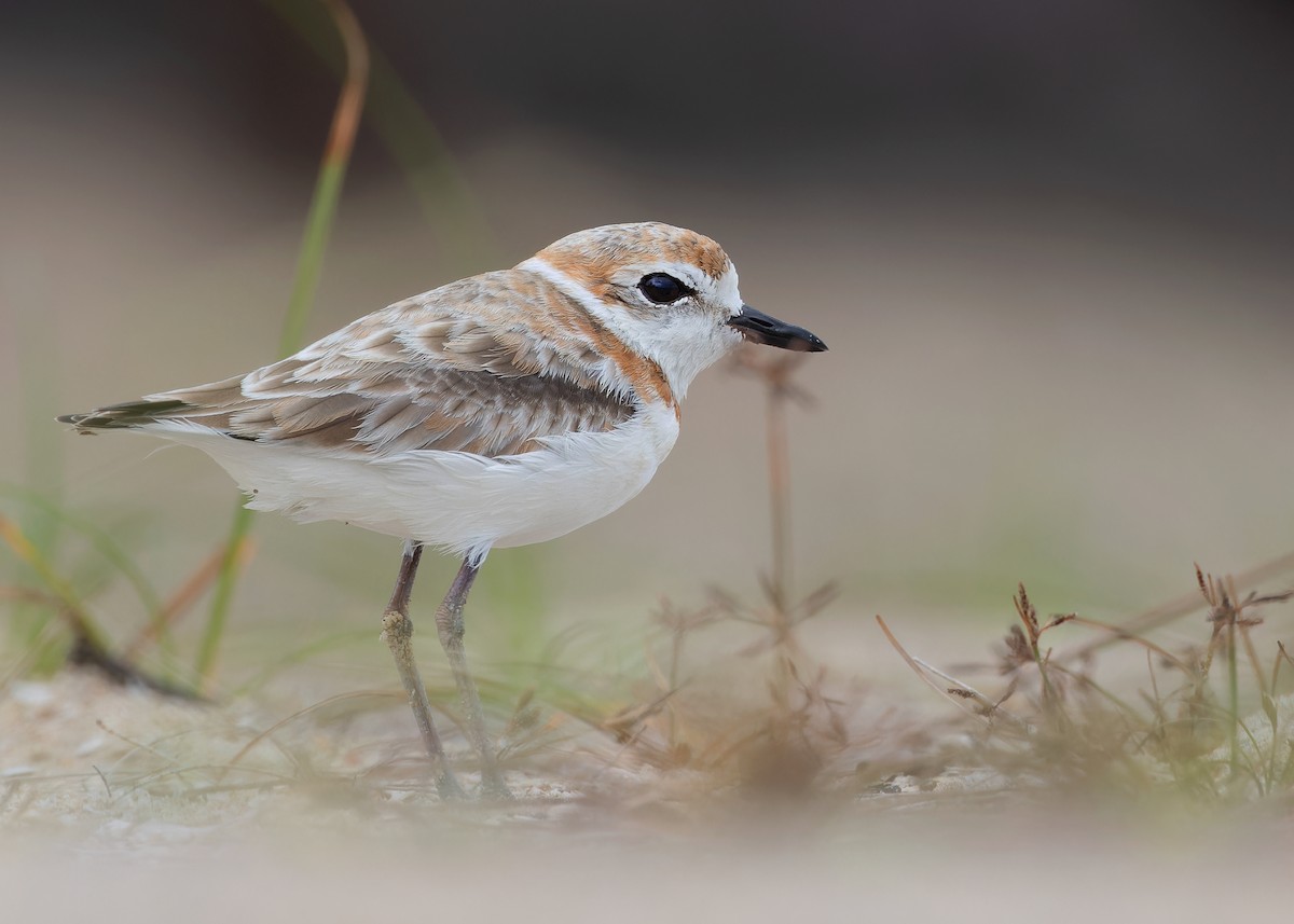 Malaysian Plover - Ayuwat Jearwattanakanok