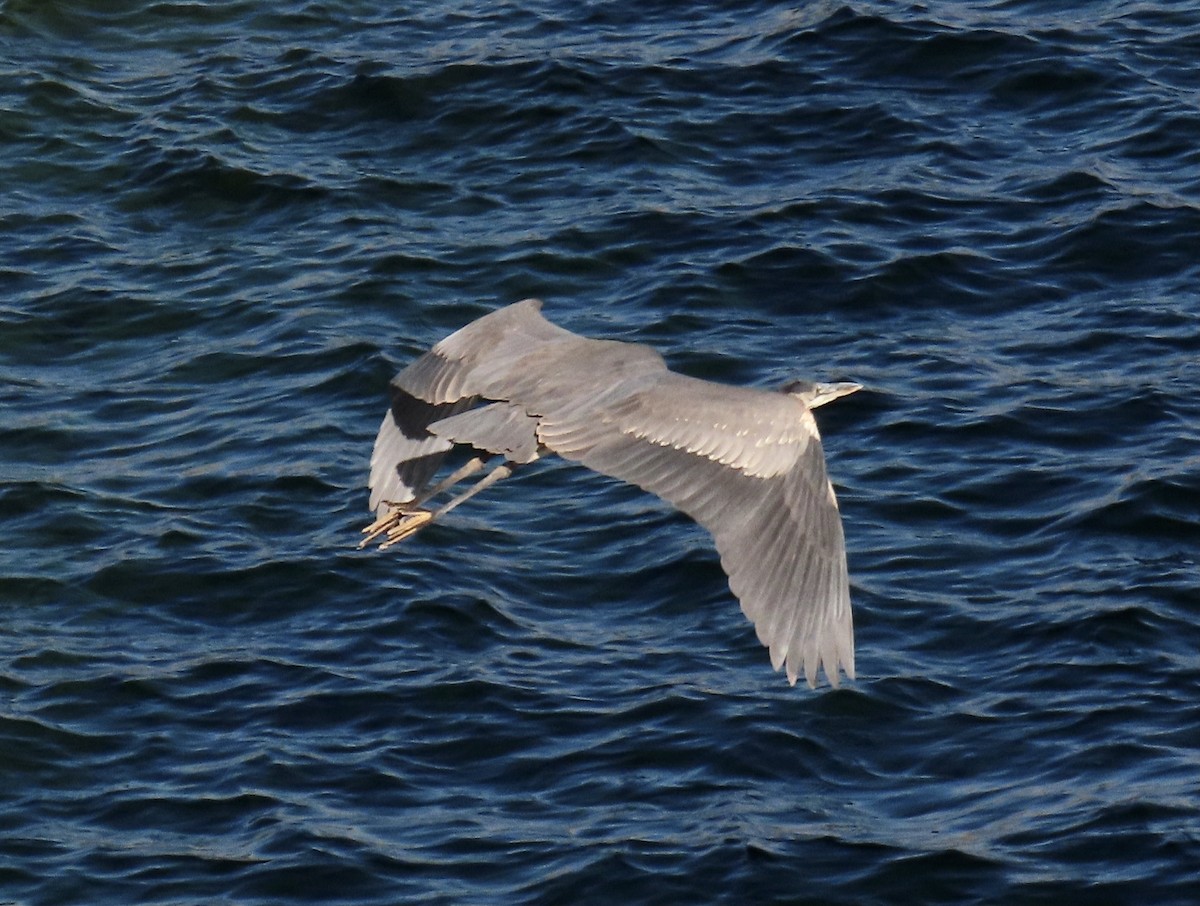 Great Blue Heron - Don Witter