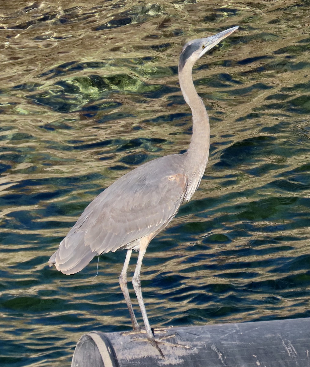 Great Blue Heron - ML611520939