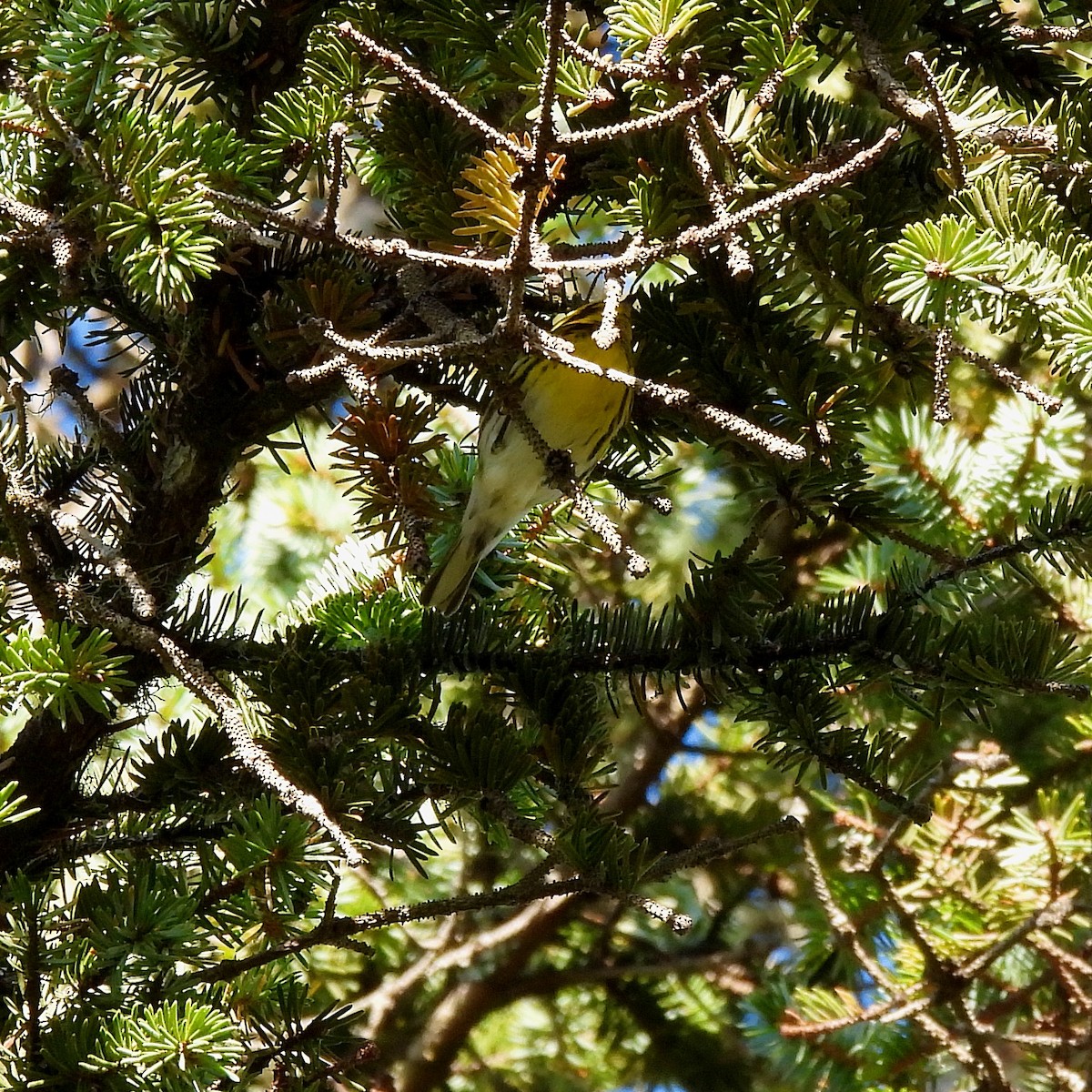 Townsend's Warbler - ML611520958