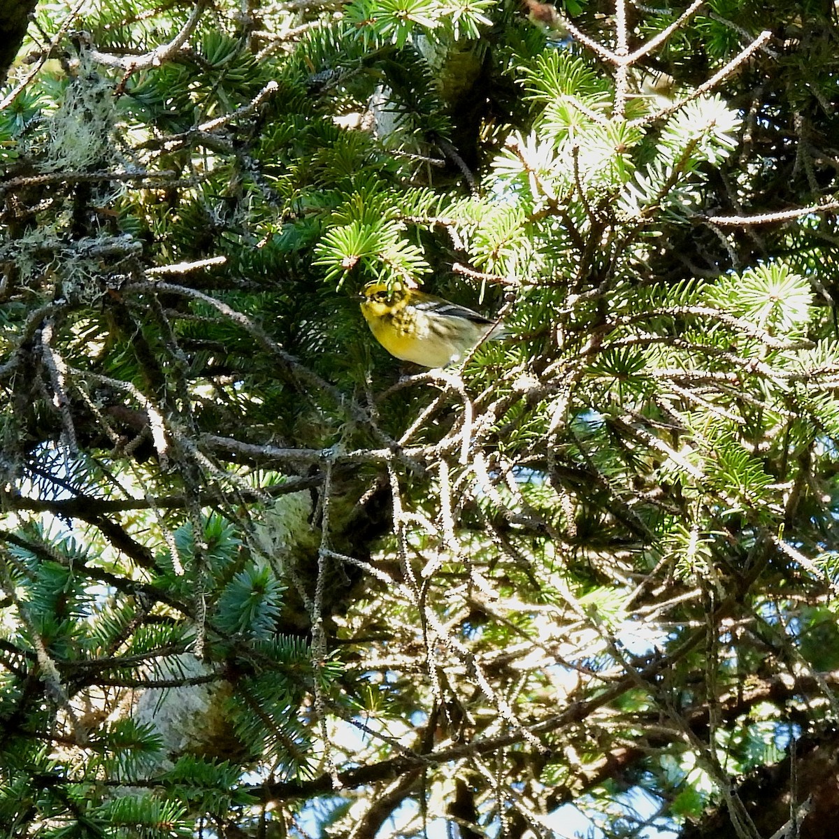 Townsend's Warbler - ML611520959