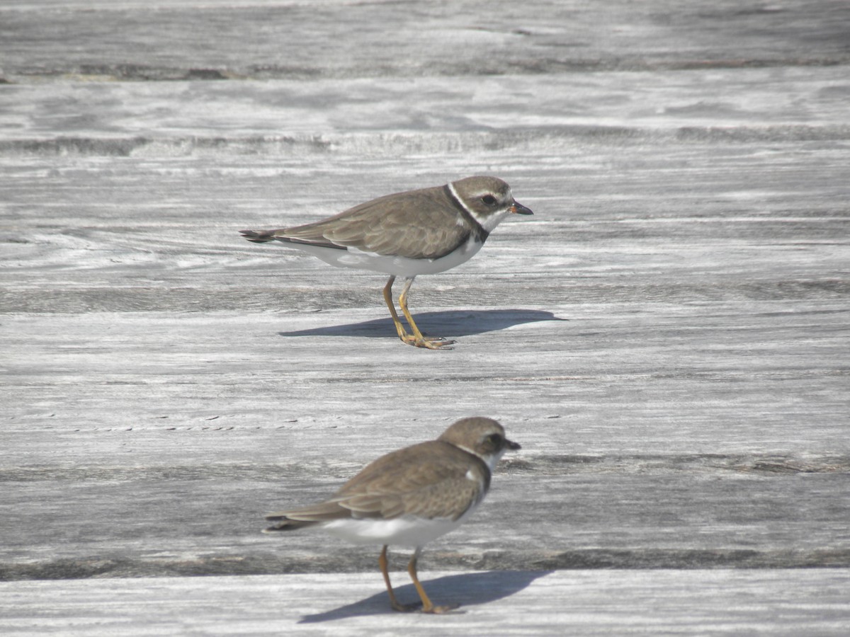 Semipalmated Plover - ML611520984