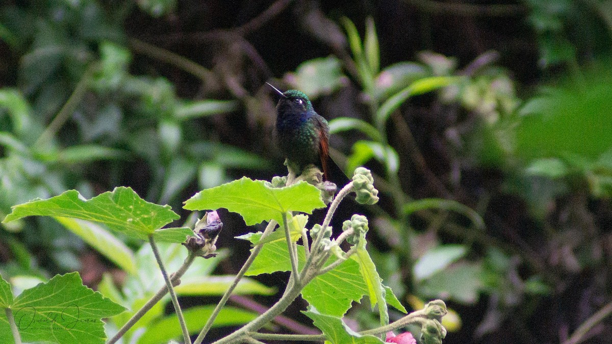 Garnet-throated Hummingbird - ML611521006