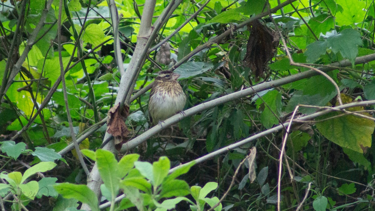 Rose-breasted Grosbeak - ML611521029