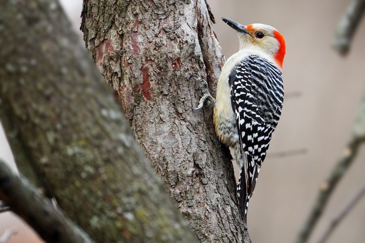 Red-bellied Woodpecker - Elena C