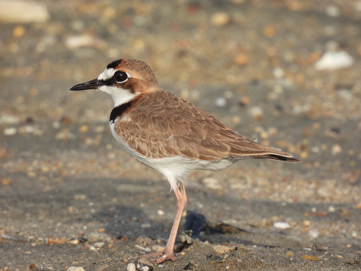 Collared Plover - Jorge Alcalá