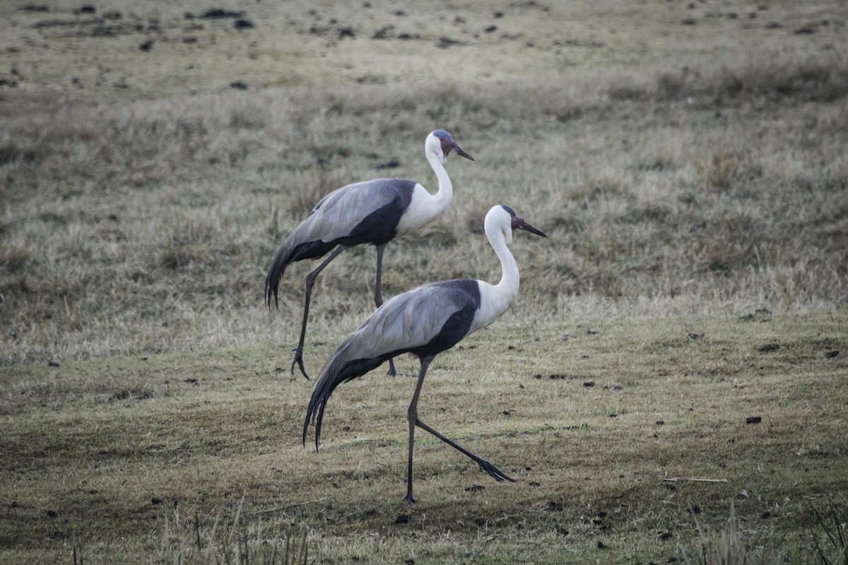 Wattled Crane - David Bishop