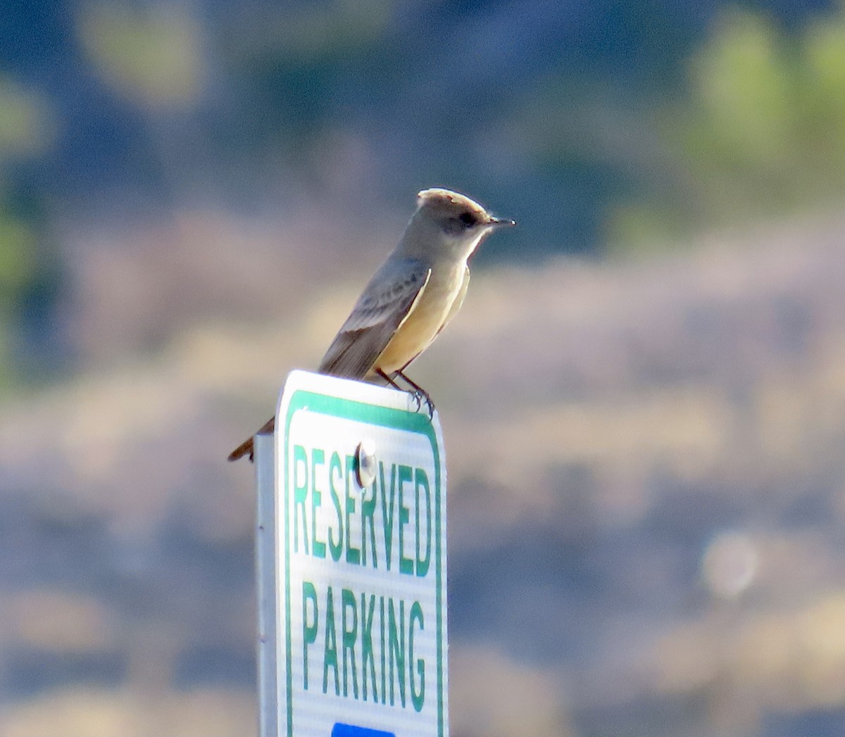 Say's Phoebe - Don Witter