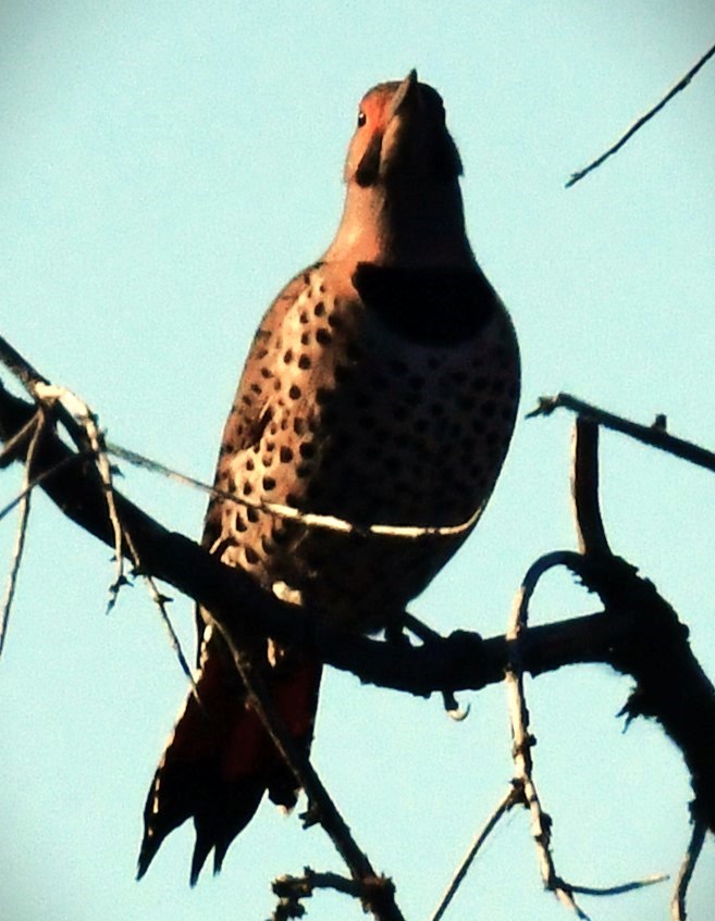 Northern Flicker (Yellow-shafted x Red-shafted) - ML611521193