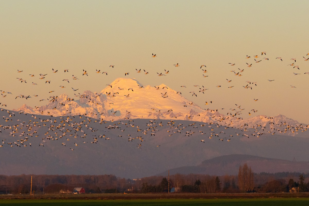 Snow Goose - Matt SM