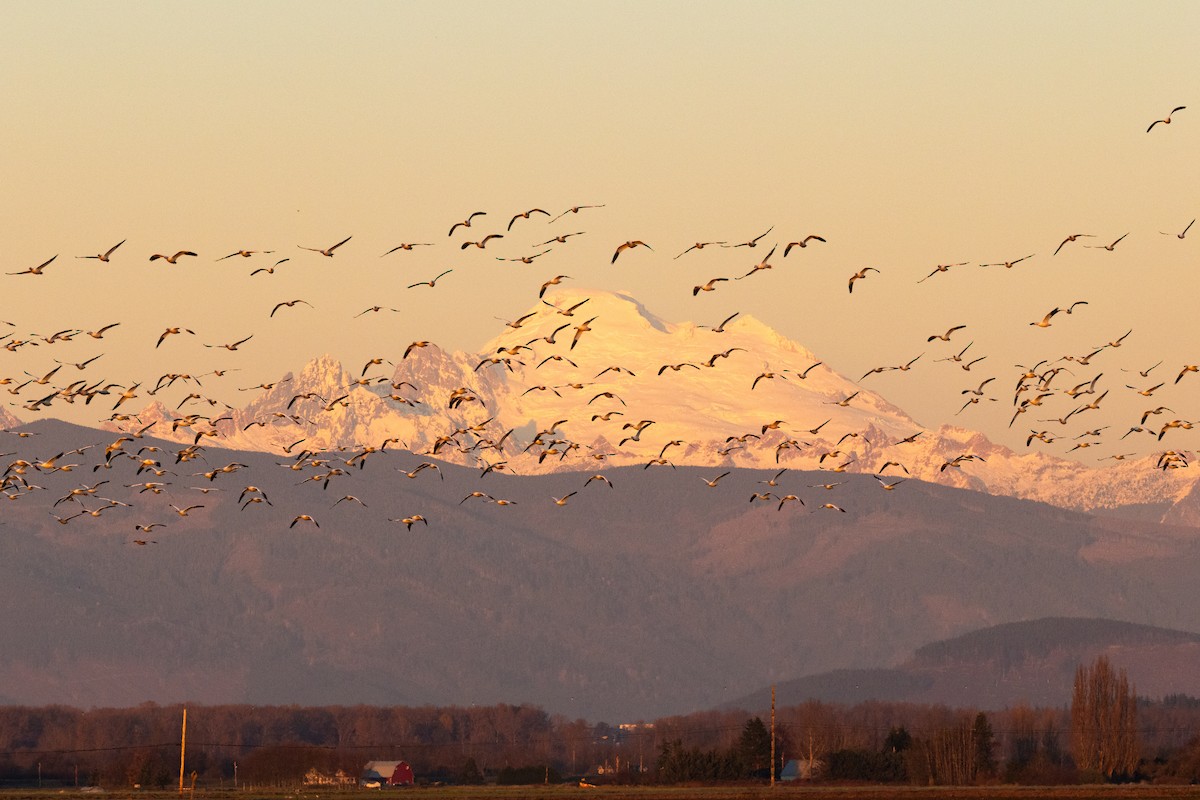 Snow Goose - Matt SM