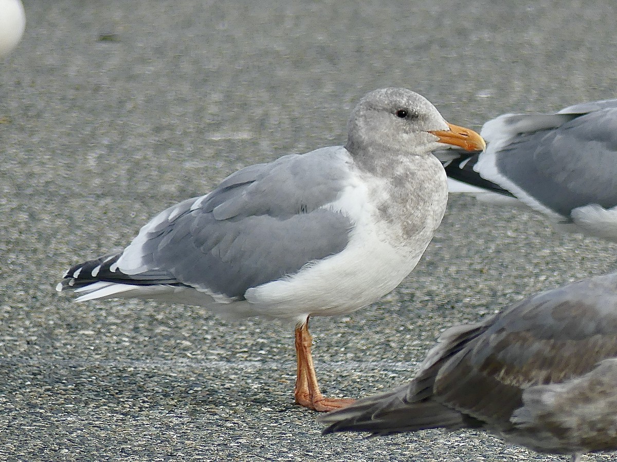 Western x Glaucous-winged Gull (hybrid) - Philip Dickinson