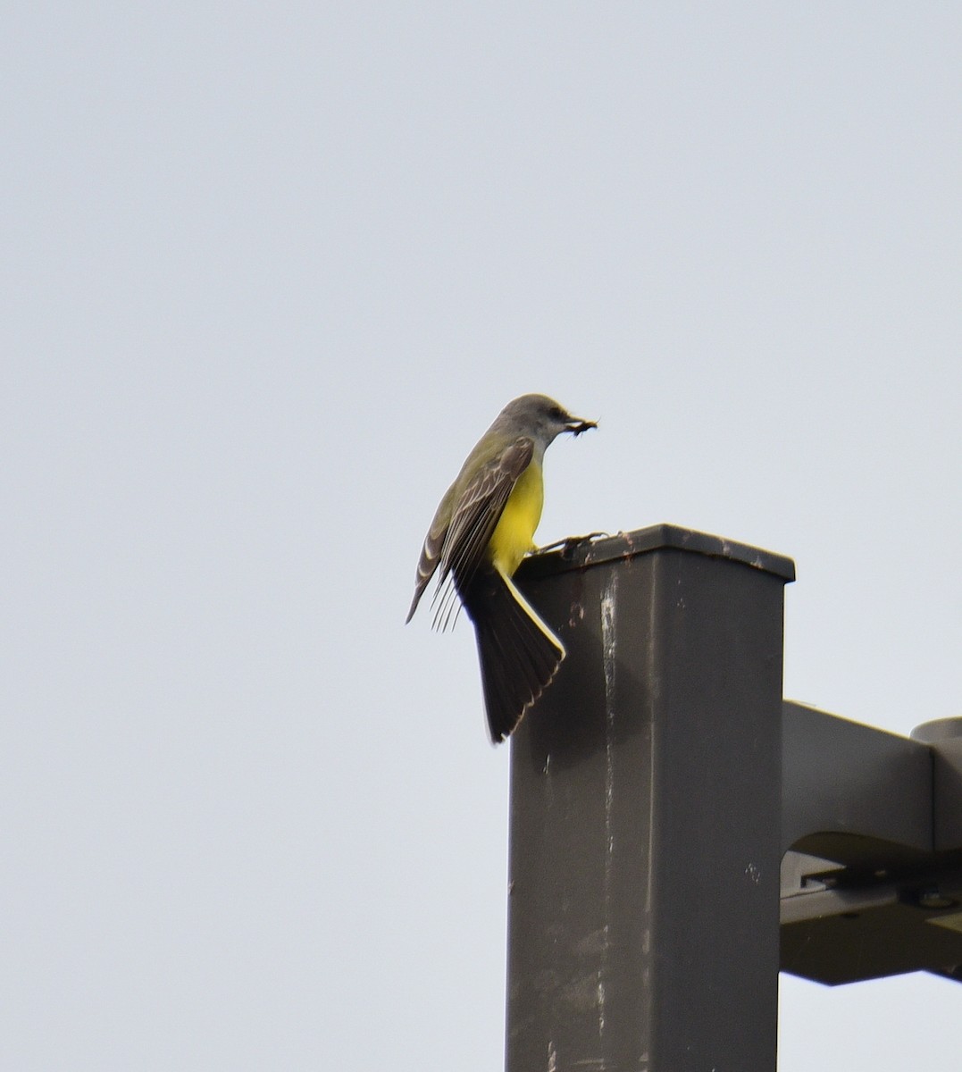 Western Kingbird - ML611521272