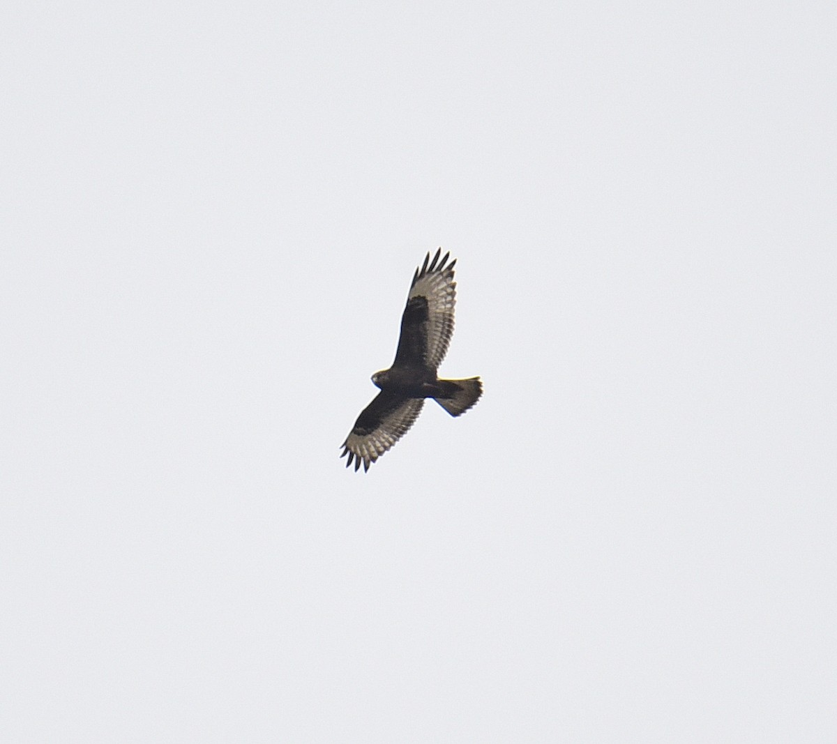 Rough-legged Hawk - ML611521299