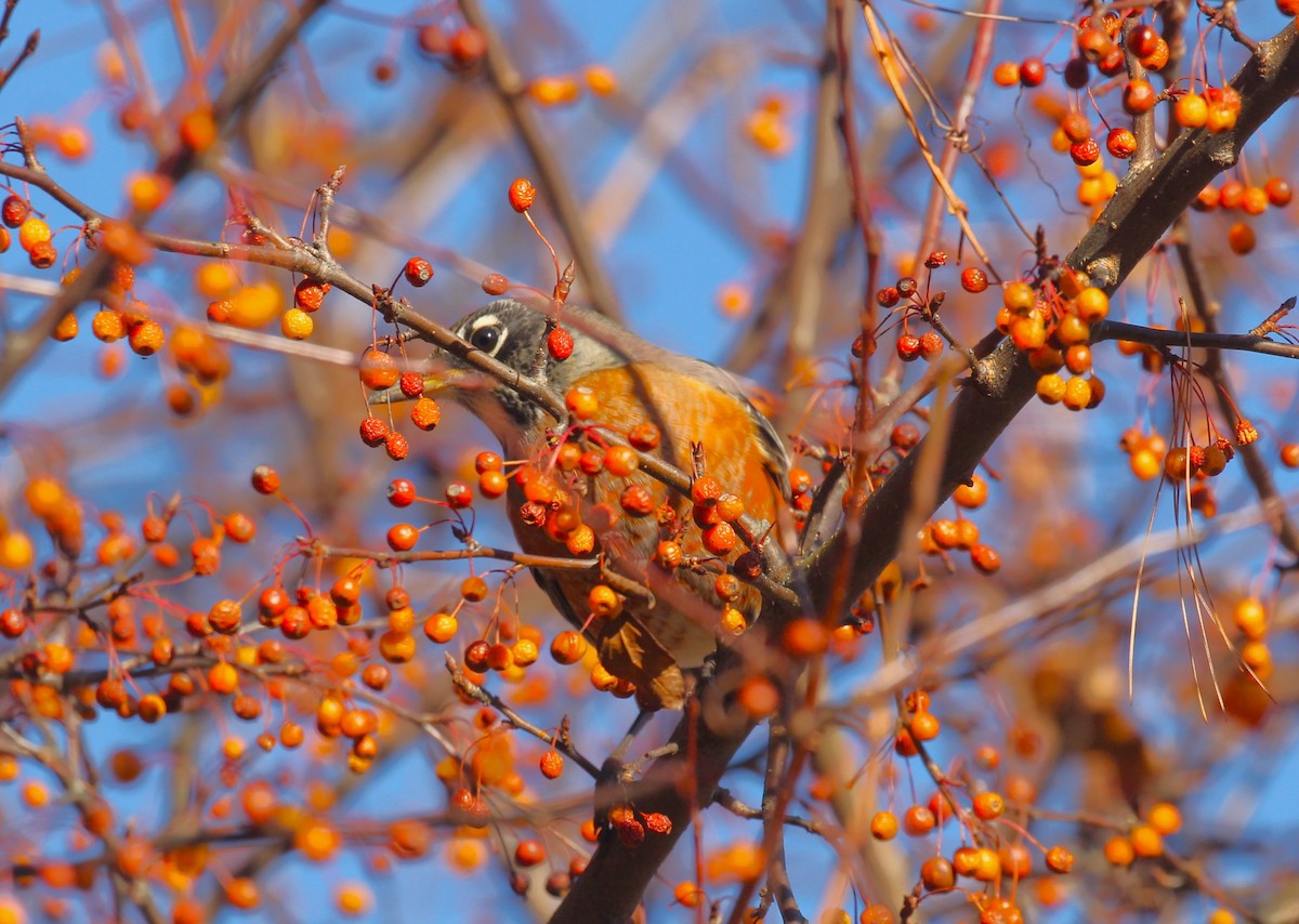 American Robin - ML611521309