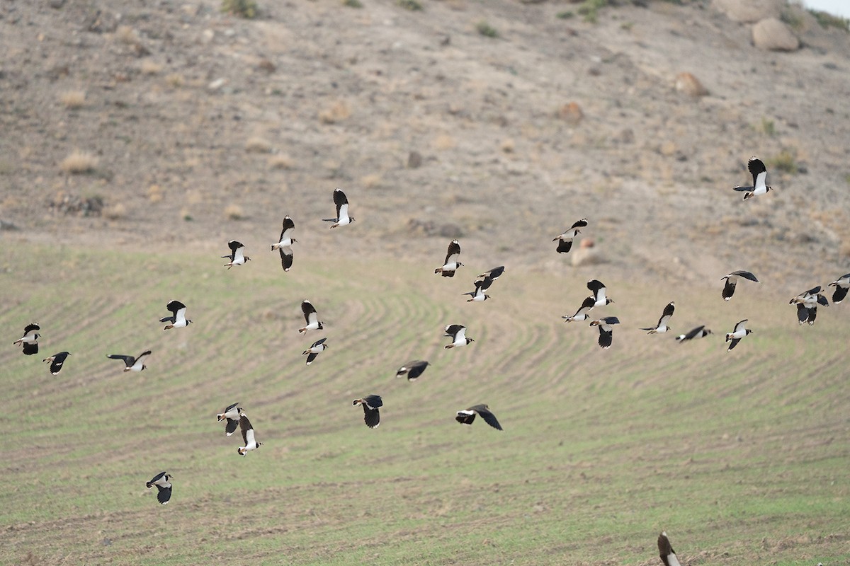 Northern Lapwing - ML611521366