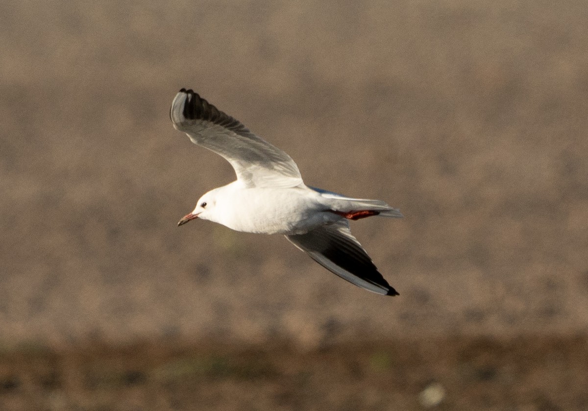 Slender-billed Gull - ML611521373