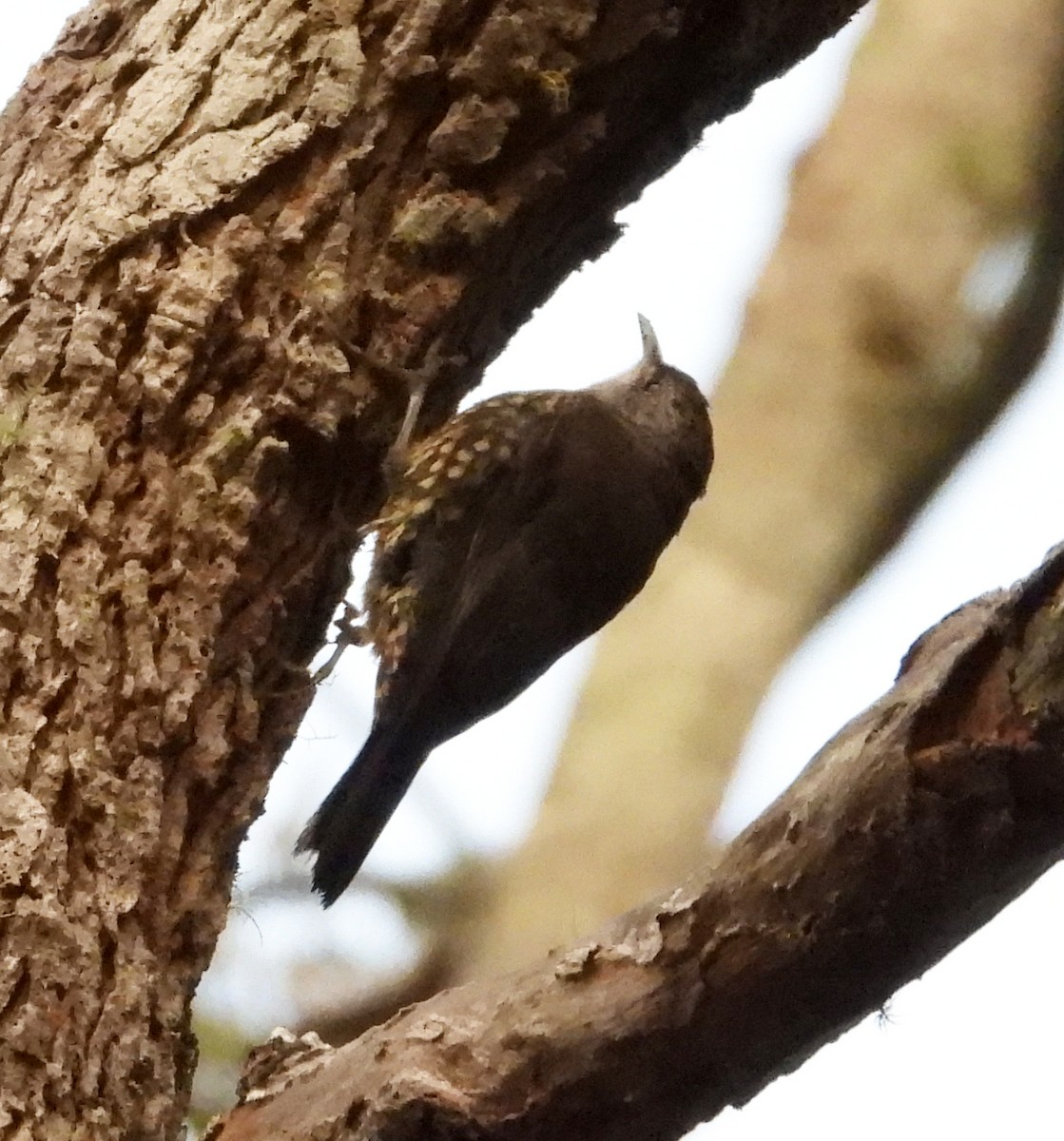 White-throated Treecreeper - ML611521412