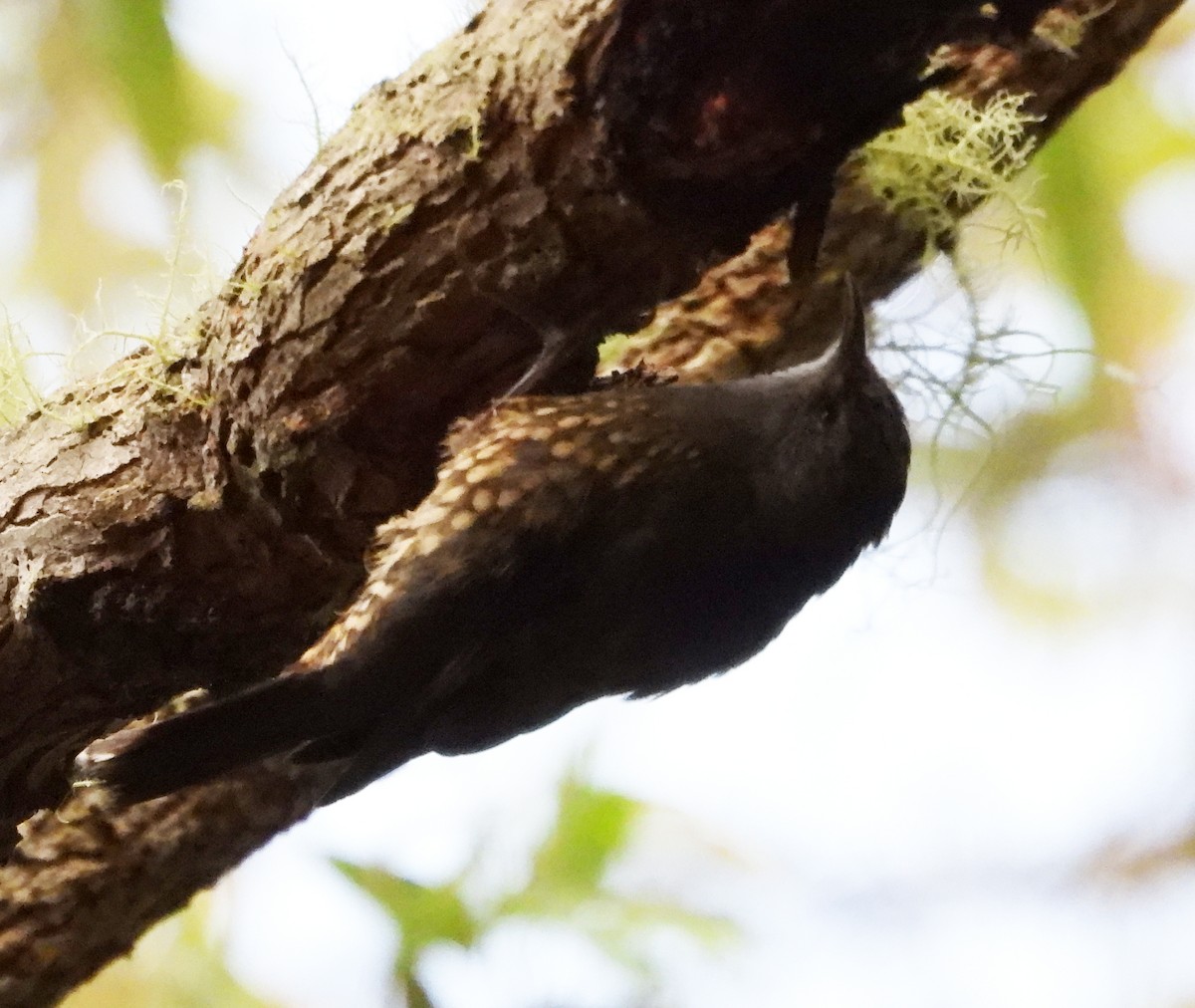 White-throated Treecreeper - ML611521413